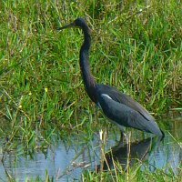 Tri Colored Heron